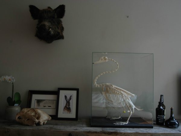 Enormous skeleton of a Swan.