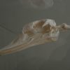 Enormous skeleton of a Swan.