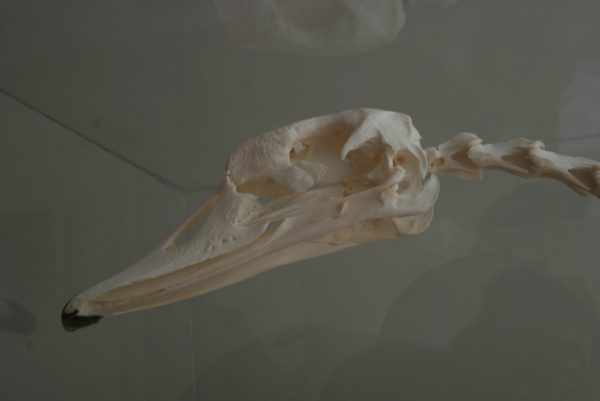 Enormous skeleton of a Swan.