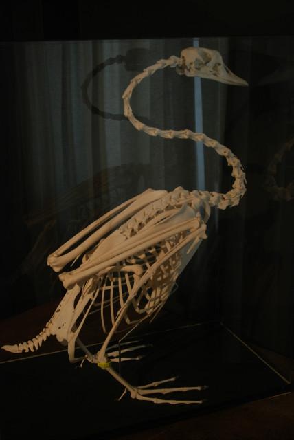 Enormous skeleton of a Swan.