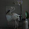 Beautiful skeleton of a Boat-billed heron in a glass box.