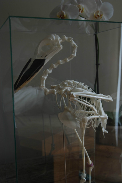 Vakkundig geprepareerd skelet van een schuitbekreiger.