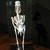 Beautiful skeleton of a Boat-billed heron in a glass box.