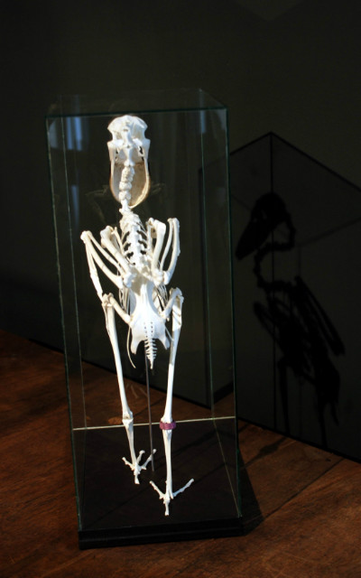 Vakkundig geprepareerd skelet van een schuitbekreiger.