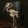 Beautiful skeleton of a Boat-billed heron in a glass box.