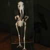 Beautiful skeleton of a Boat-billed heron in a glass box.