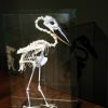 Beautiful skeleton of a Boat-billed heron in a glass box.