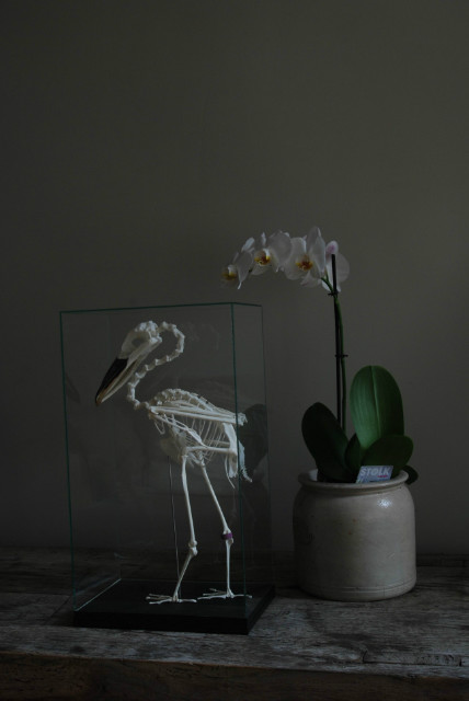 Beautiful skeleton of a Boat-billed heron in a glass box.