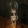 Skeleton of a kookaburra. Showed in a glass bell.