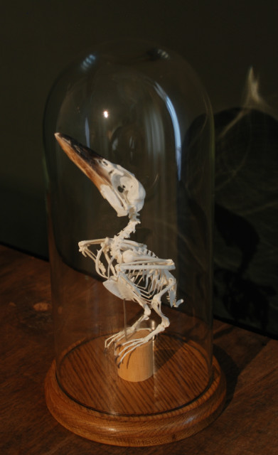 Skelet van een kookaburra onder een antieke stolp.