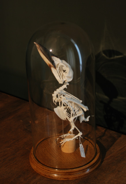 Skelet van een blauwvleugel kookabura.