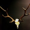 Big pair of antlers of a sika deer.