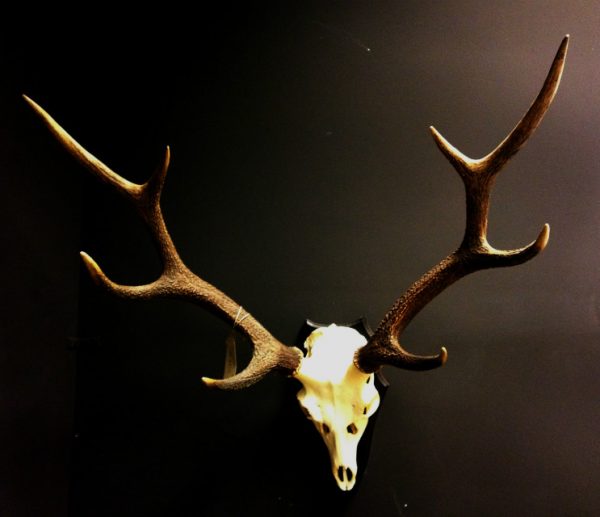 Big pair of antlers of a sika deer.