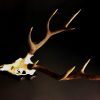 12 Skulls, antlers of chamois mounted on a wooden panel.