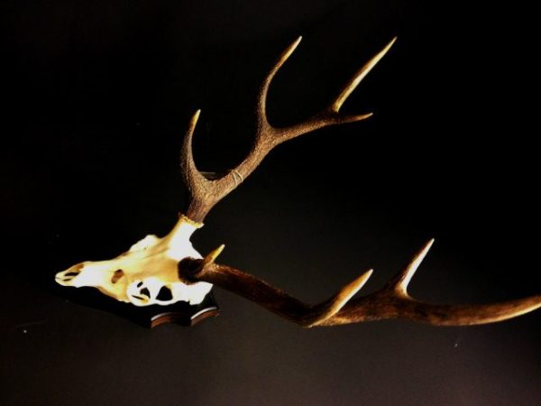 Big pair of antlers of a sika deer.