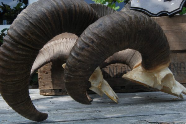 5 skulls of mouflons