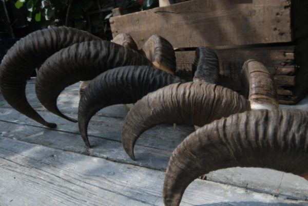 5 skulls of mouflons