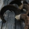 Antlers of a fallow deer mounted on an aluminum skull.