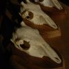 2 schedels van duikers op houten paneel.