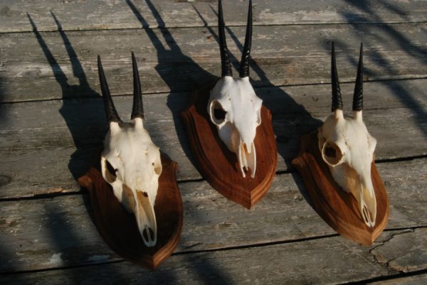 2 skulls of small duiker antilopes.