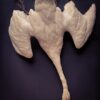 Stuffed mute swan as a still life