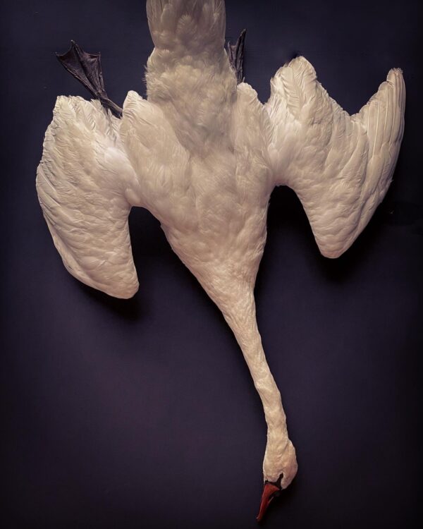 Stuffed mute swan as a still life