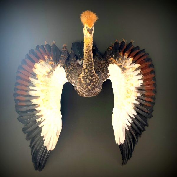 Taxidermy young crane