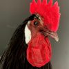 Taxidermy head of a rooster