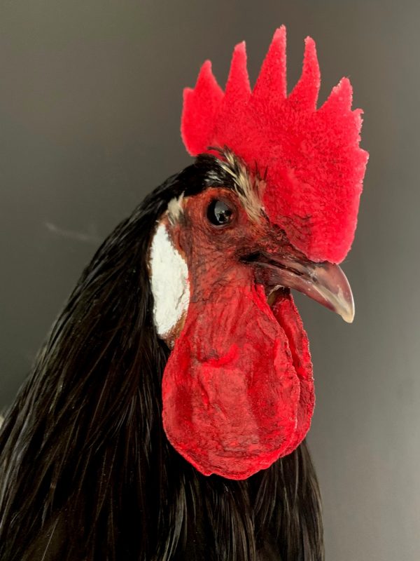 Taxidermy head of a rooster