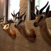 Set of 5 stuffed heads of African springbock. Taxidermy.