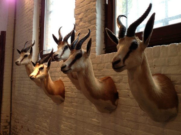 Set of 5 stuffed heads of African springbock. Taxidermy.