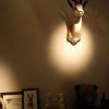 Set of 5 stuffed heads of African springbock. Taxidermy.