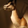 Set of 5 stuffed heads of African springbock. Taxidermy.