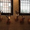 Set of 5 stuffed heads of African springbock. Taxidermy.