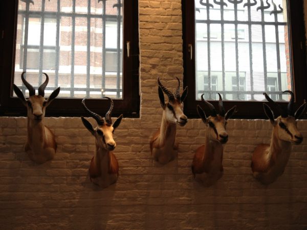 Set of 5 stuffed heads of African springbock. Taxidermy.