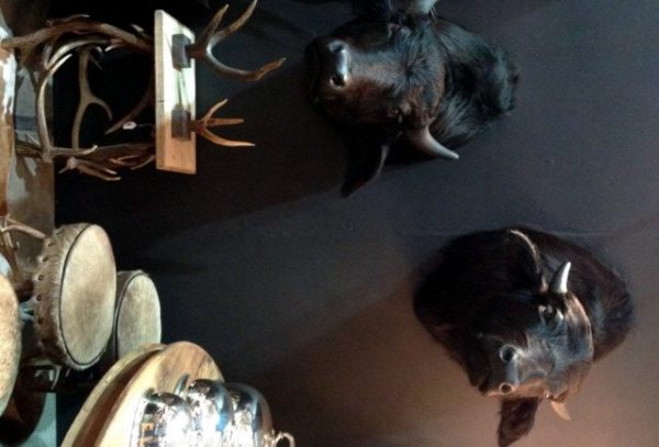 Mooie set opgezette koppen van jonge waterbuffels.