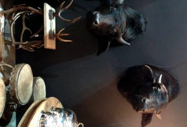 Set shouldermounts of young waterbuffalo. New taxidermy.