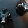 Set shouldermounts of young waterbuffalo. New taxidermy.