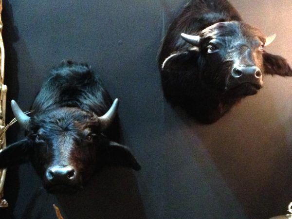 Set shouldermounts of young waterbuffalo. New taxidermy.