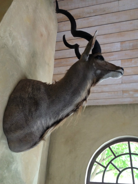 Fresh shouldermount of a african kudu.