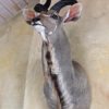 Fresh shouldermount of a african kudu.