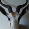 Fresh stuffed head of a African springbock. Taxidermy.