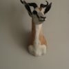 Nieuw opgezette kop van Afrikaanse springbok.