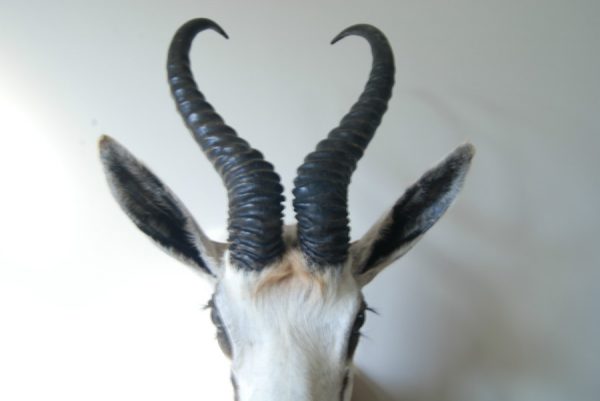 Shouldermount of a African springbock. Taxidermy.