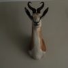 Set of 5 stuffed heads of African springbock. Taxidermy.