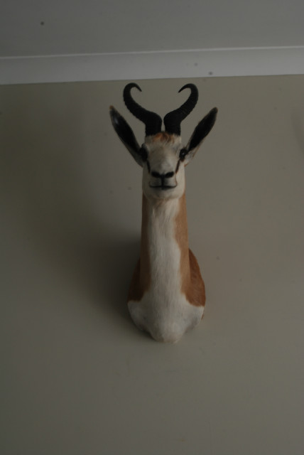 Shouldermount of a African springbock. Taxidermy.