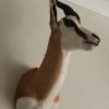New shouldermount of an African springbock. Taxidermy.