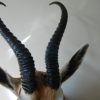 New shouldermount of an African springbock. Taxidermy.