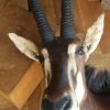 Impressive trophy head of a sabelantilope.