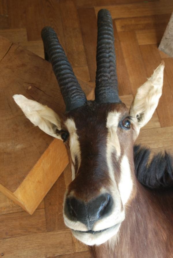 Indrukwekkende kop van een sabelantilope.